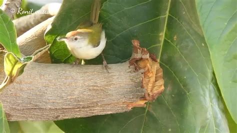 Tailorbird making nest from leaves : r/nextfuckinglevel