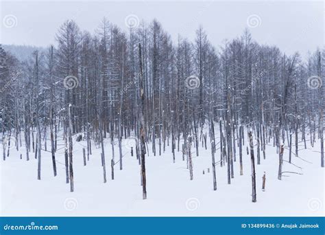 Blue Pond in Winter, Hokkaido, Japan Stock Photo - Image of white, view: 134899436