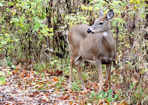 Whitetail Deer Doe stock photo. Image of whitetail, fauna - 27611280