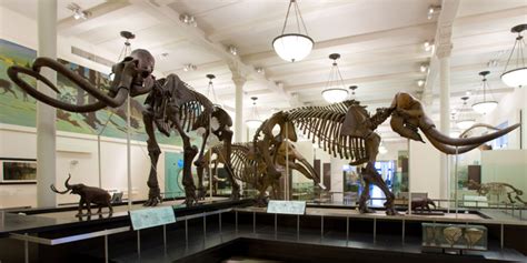 Mammoth or Mastodon: What's the Difference? | AMNH