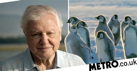 David Attenborough's Dynasties crew broke rule of not interfering | Metro News