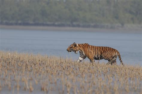 The Sundarban Tiger