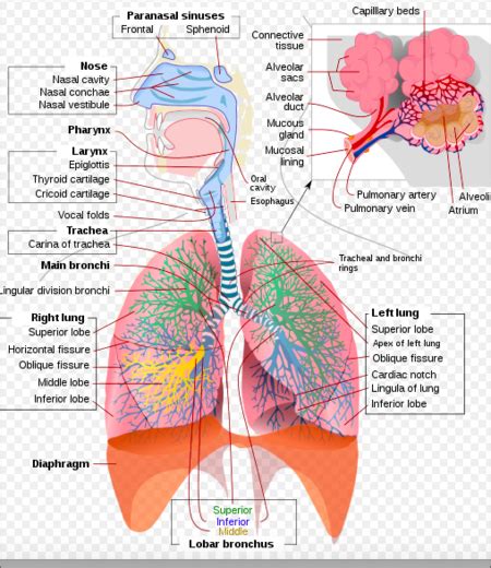 Inhalation Injury - Physiopedia