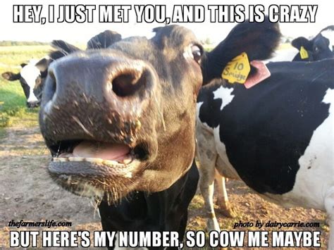 17 Best images about Farming Memes on Pinterest | Jokes, Dolphins and Dairy