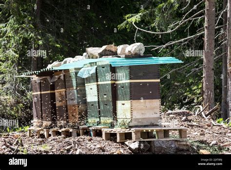 Bees swarm around a collection of utilitarian bee hives in the Italian Dolomites Stock Photo - Alamy