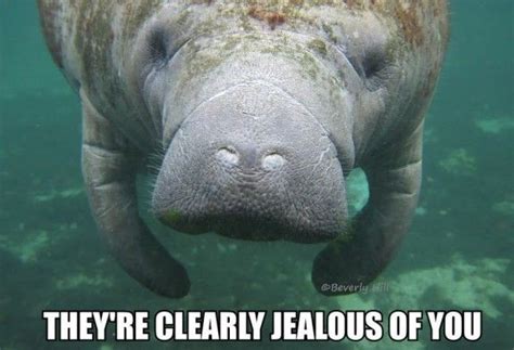 The Calming Manatee Meme Is The Best Free Therapy You'll Get This Week ...