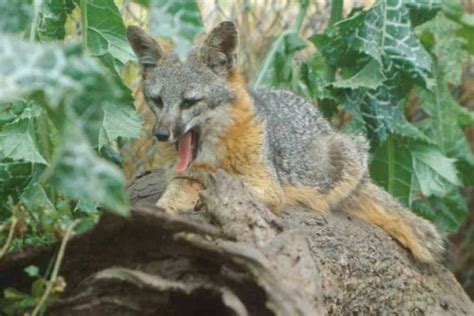 Gray Fox Facts - A Common But Elusive Nocturnal American Canid