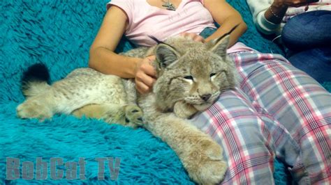 A GIRL IS PETTING HER LYNX - YouTube