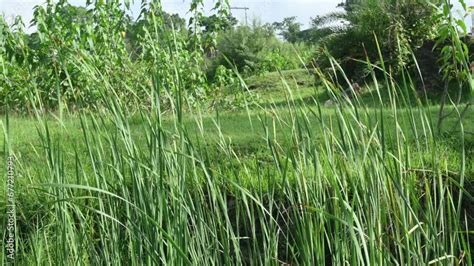 Typha angustifolia plant. Its other names lesser bulrush, narrowleaf cattail and lesser reedmace ...