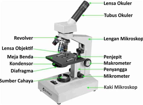 Mikroskop (Fungsi, Bagian-Bagian, Cara Menggunakan) | Guru Belajarku