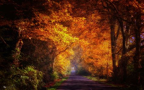 Trees road autumn sunshine wallpaper | 1920x1200 | #32268