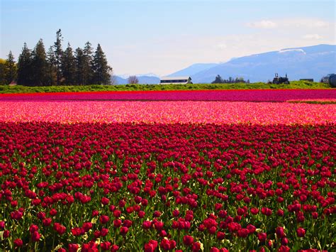 Mt. Vernon, WA Tulip Festival