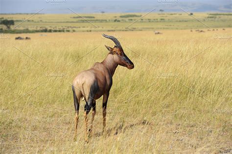 Topi antelope stock photo containing topi and animal | Animal Stock ...