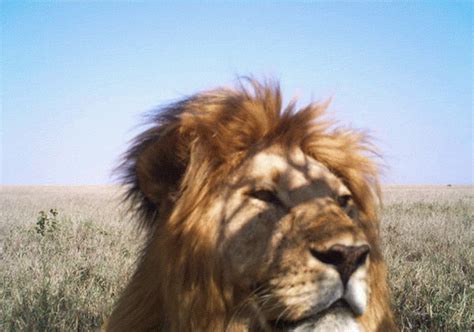 Lion GIF - Find & Share on GIPHY