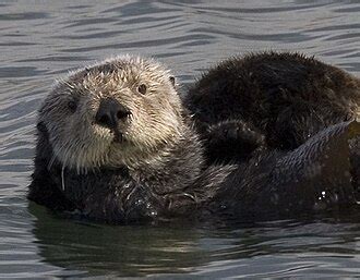 Sea otter conservation - Wikipedia