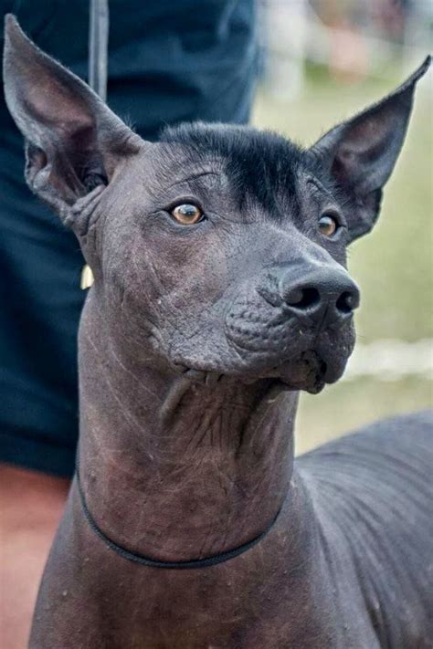 Xoloitzcuintle | Perro xoloitzcuintle, Perros cachorros, Perro sin pelo