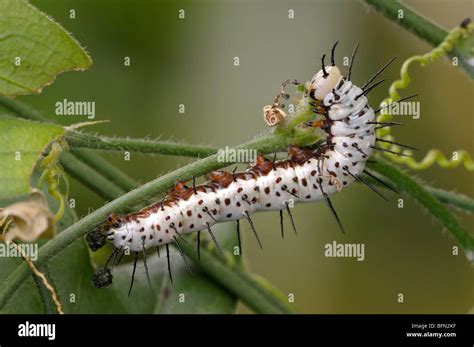 Zebra Longwing, Zebra Butterfly (Heliconius charithonia). Caterpillar feeding on a Passiflora ...