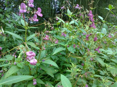 justthoughtsnstuff: himalayan balsam