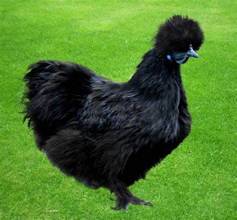 Sana pets: Black Silkie