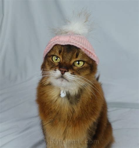 Me and My Knit Cat Hats - Summer’s Fabulous Cat Life