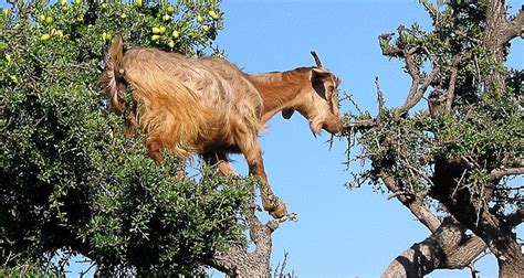 Some Interesting Facts About Goats Climbing the Trees - unitedcaprinenews.com