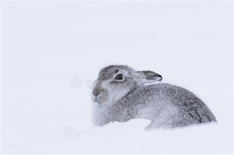 Wintering mountain hare stock photo. Image of cairngorms - 168443250