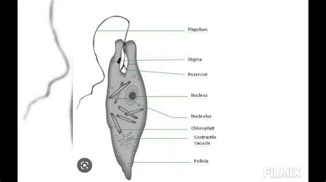 Euglena viridis =STRUCTURE 8.Stigma - YouTube