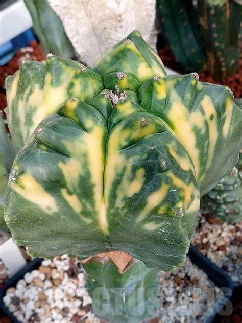 LOT519 10 SEEDS Astrophytum myriostigma f. variegata 2022 – Кактус онлайн