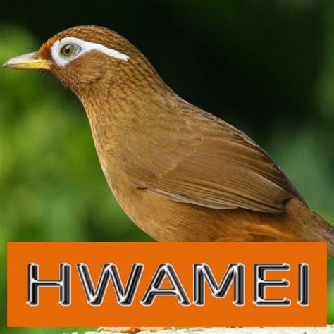 Master Kicau Hwamei/Wambi - Apps on Google Play