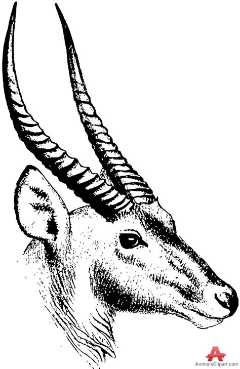 antelope head clipart 10 free Cliparts | Download images on Clipground 2024