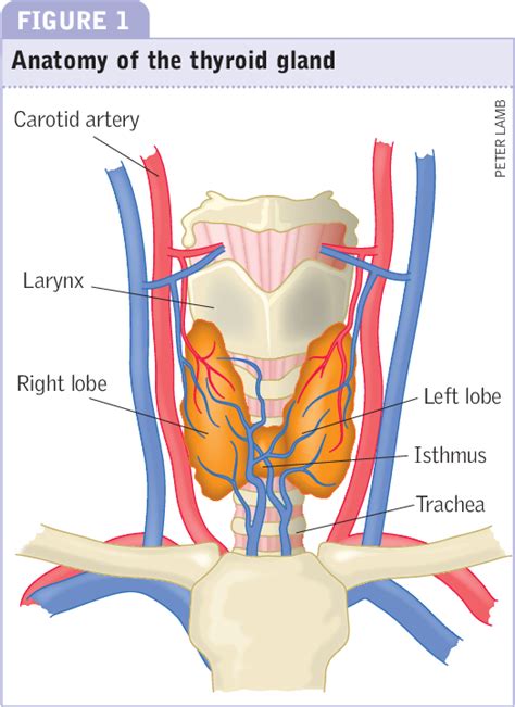 Figure 1 from Thyroidectomy : post-operative care and common complications Summary | Semantic ...