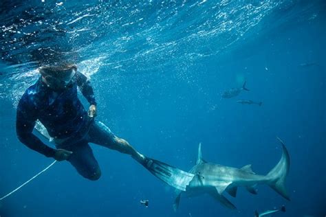 Florida Shark Diving (Jupiter) - 2019 All You Need to Know BEFORE You ...