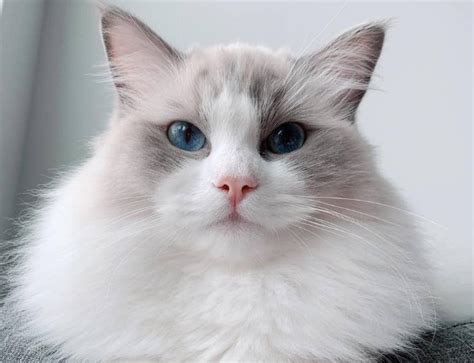 Mèo Ragdoll - Đặc điểm Tính Cách Của Mèo Ragdoll - Báo Khuyến Nông