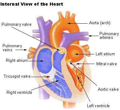 Structure of the Heart | SEER Training