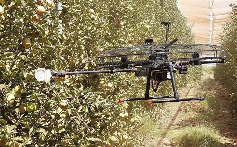 Startup says time is ripe for fleets of drones to help farmers pick fruit | The Times of Israel