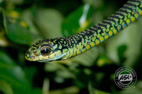 Boomslang - African Snakebite Institute