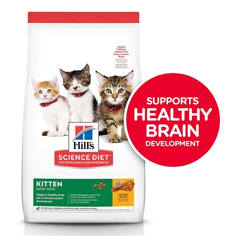 Best Dry Cat Food for Your Kitten | iPetCompanion