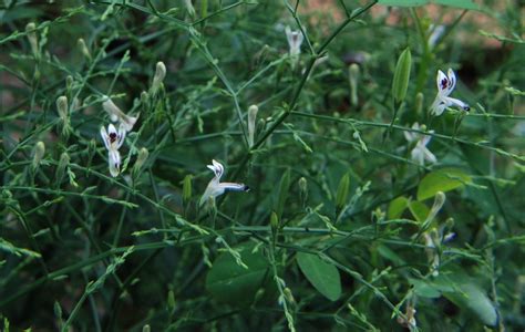 Sambiloto (Andrographis paniculata) - Center for Medicinal Plants Research