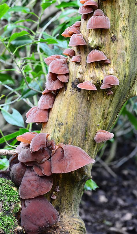 Jelly Ear Fungus Auricularia auricula-judae Risley Moss | Flickr