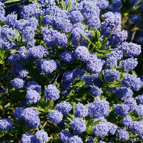 4-5ft Supplied in a 5 Litre Pot Extra Large Ceanothus Concha California ...