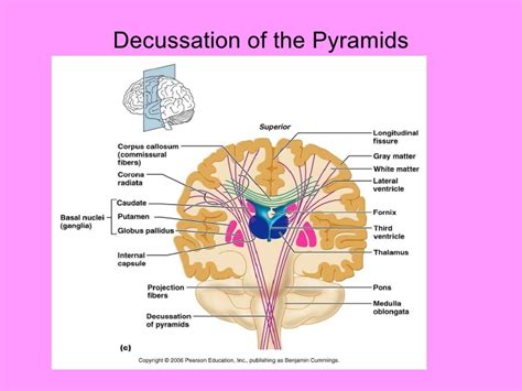 Decussation of the Pyramids | Language in the Human Brain