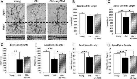 A New Research Article in Cerebral Cortex Shows the Rejuvenating Effect of α5-GABAA Receptor ...