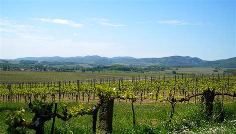 Vineyards Landscape Panorama - Free photo on Pixabay - Pixabay