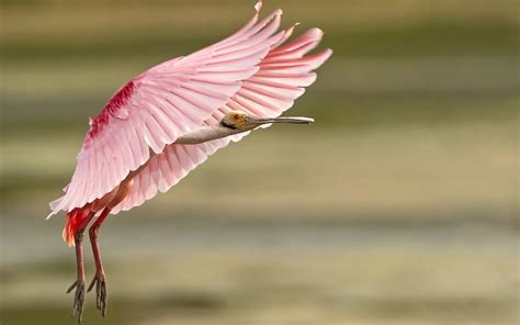 Roseate Spoonbill wallpaper | 1680x1050 | #6595