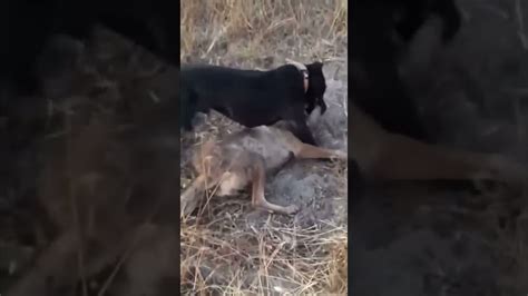 Pitbull attacks Coyote to protect Owner! Pitbull and coyote fight! (Graphic Footage) - YouTube