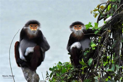 Vietnam’s Wildlife: A (Pretty) Good News Story » Explorersweb