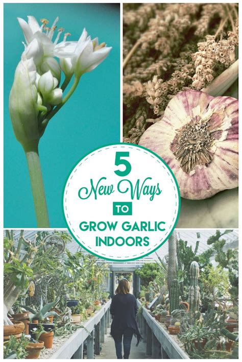 New Ways Of Growing Garlic Indoors - Properly Rooted