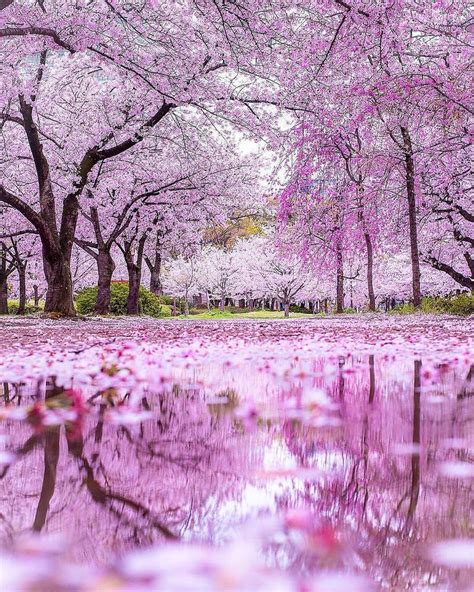 Cherry blossoms,Osaka Castle Park | Cherry blossom japan, Blossom trees, Beautiful nature