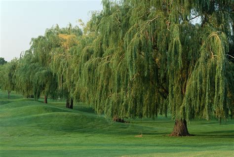 12 Common Species of Willow Trees and Shrubs