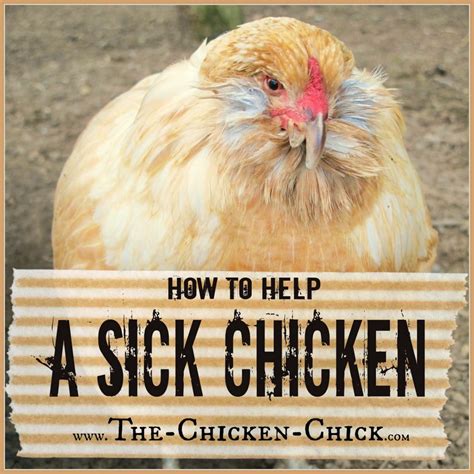 Your Guide on How to Help a Sick Chicken | The Chicken Chick®